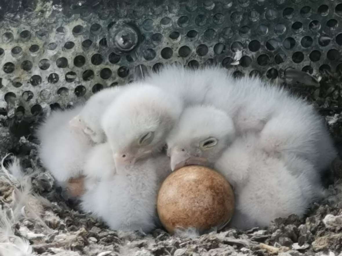Frisch geschlüpfte Falkenküken